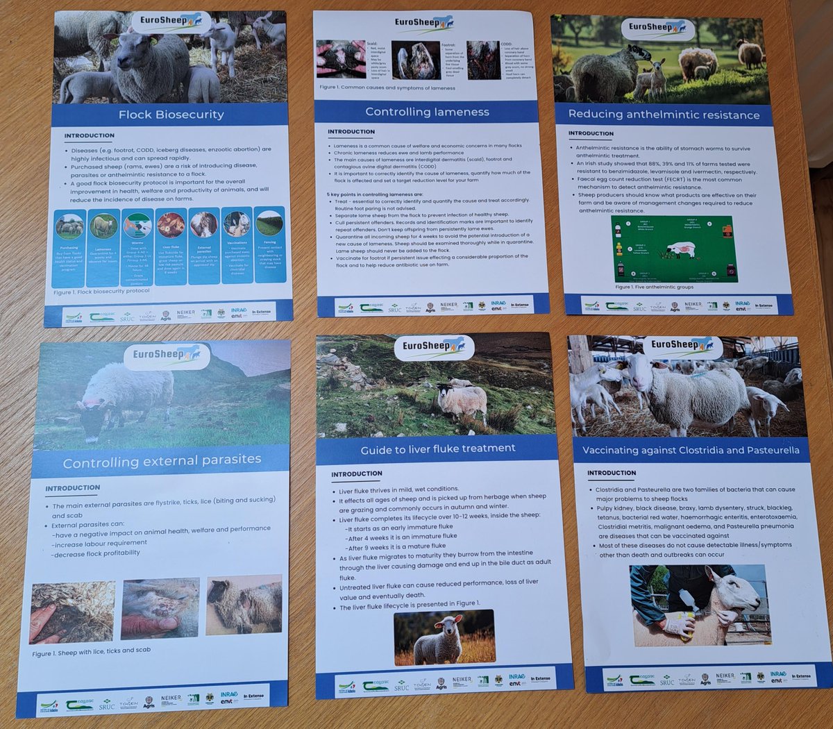 EuroSheep tweet media