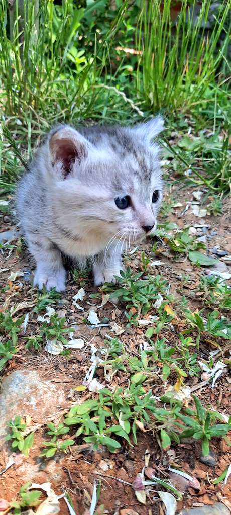 Elizabeth hanım ve yavruları🐱