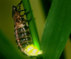 #Postdoctoral position at @HelsinkiUni  <a href="/BioEnvHelsinki/">BioEnvHelsinki</a> <a href="/OEB_Helsinki/">OEB-ResPrg</a> : impact of #LightPollution on glowworms (#fireflies). Possibility to focus on behavioural, physiological and/or genomic work. Deadline 21 July. Apply: jobs.helsinki.fi/job/Postdoctor…