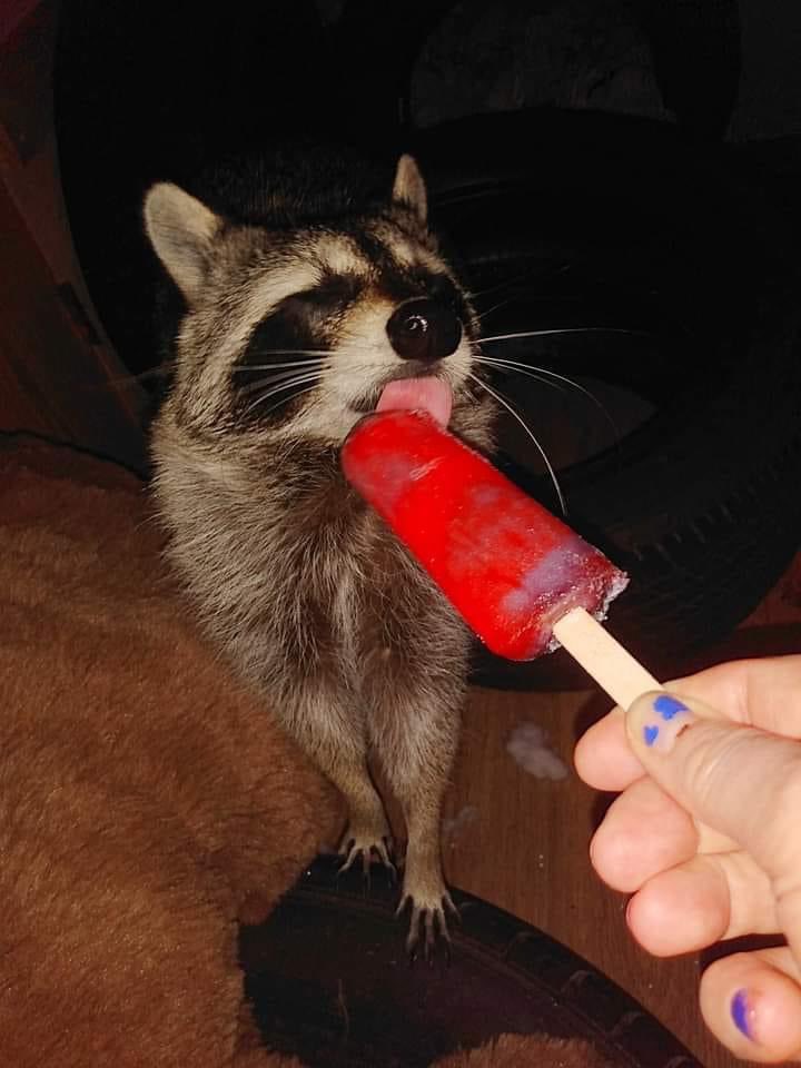raccoonhourly's tweet photo. https://t.co/QpKXZC1TyW