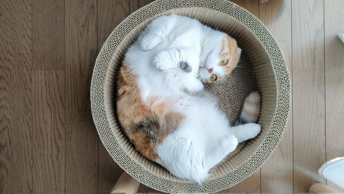 lifewithfourca1's tweet photo. いい感じで丸まってます
#猫 #ねこ #猫好きさんと繫がりたい 
#猫のいる暮らし #猫のいる幸せ https://t.co/SSR2BzQsEF
