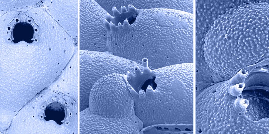 Publications MNHN 🐝 tweet media