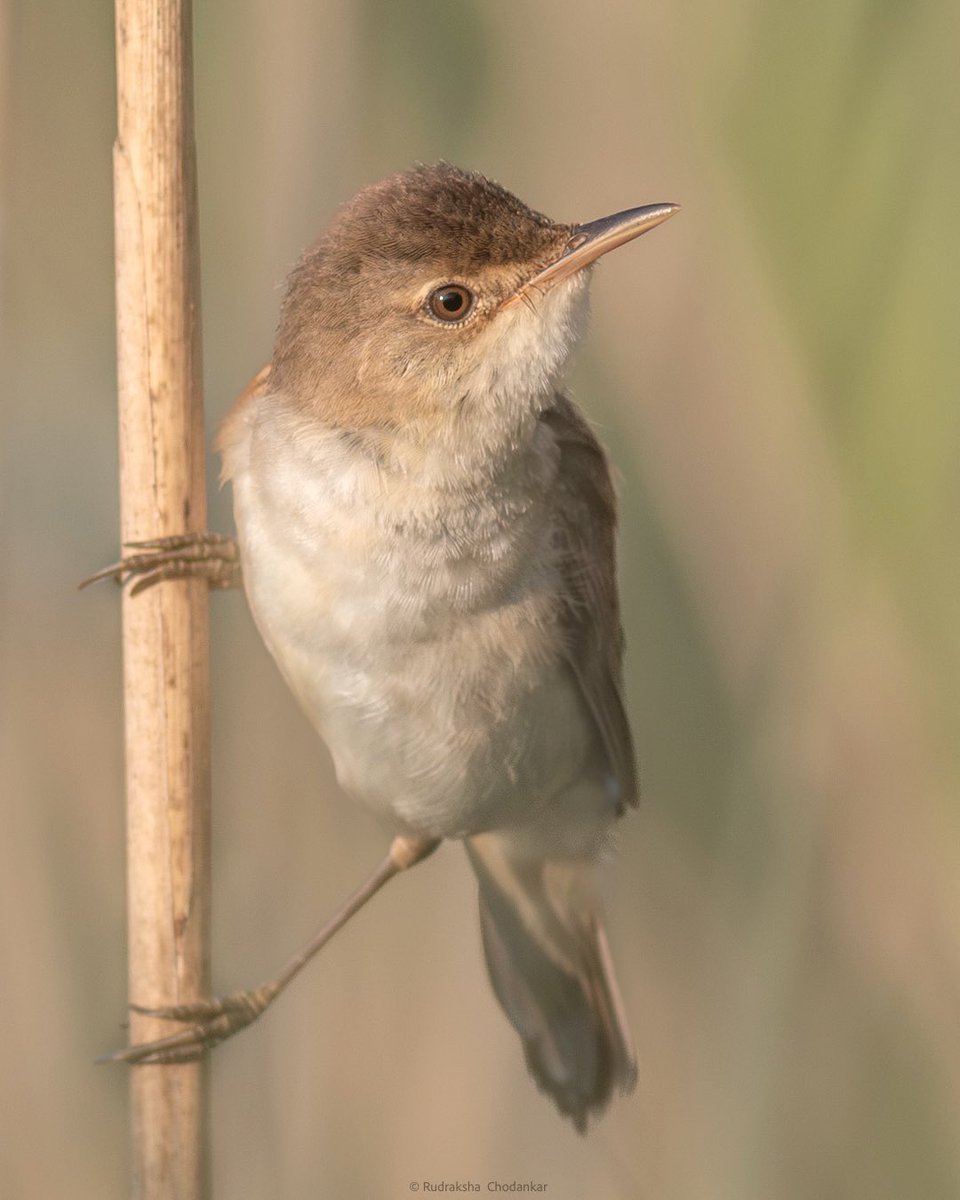Close views of Reed Warblers today early morning at Hoe Valley, Woking

@SurreyBirdNews @SurreyWT @ThePhotoHour #LowCarbonBirding