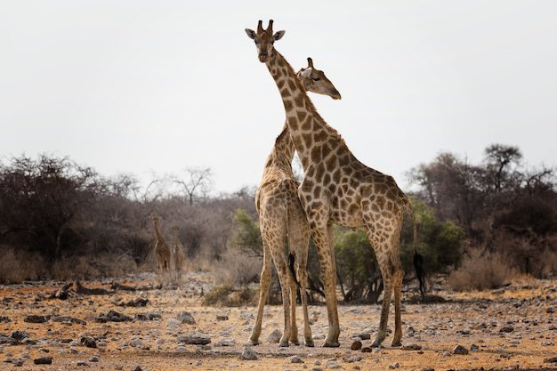 Did you know that the giraffes not only use their long necks for reaching to the leaves, but also for social interactions and displaying dominance?

Let’s cherish al& protect the giraffes for the generations to come 

Happy #WorldGiraffeDay2023