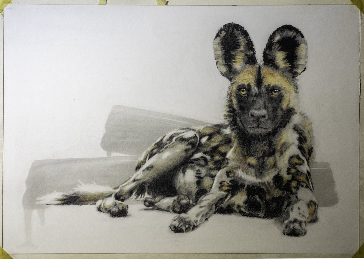 #wip the eyes are done! now for some shadow under the feet and clean all the whites.

#painteddog #wilddog #huntingdog #ralphresnikwildlifeartist #krugernationalpark #wildlifeartist #wildlifeart #pencilpainting #acrylicpaint #pencil  #colorpencildrawing #conservation #rareafrica