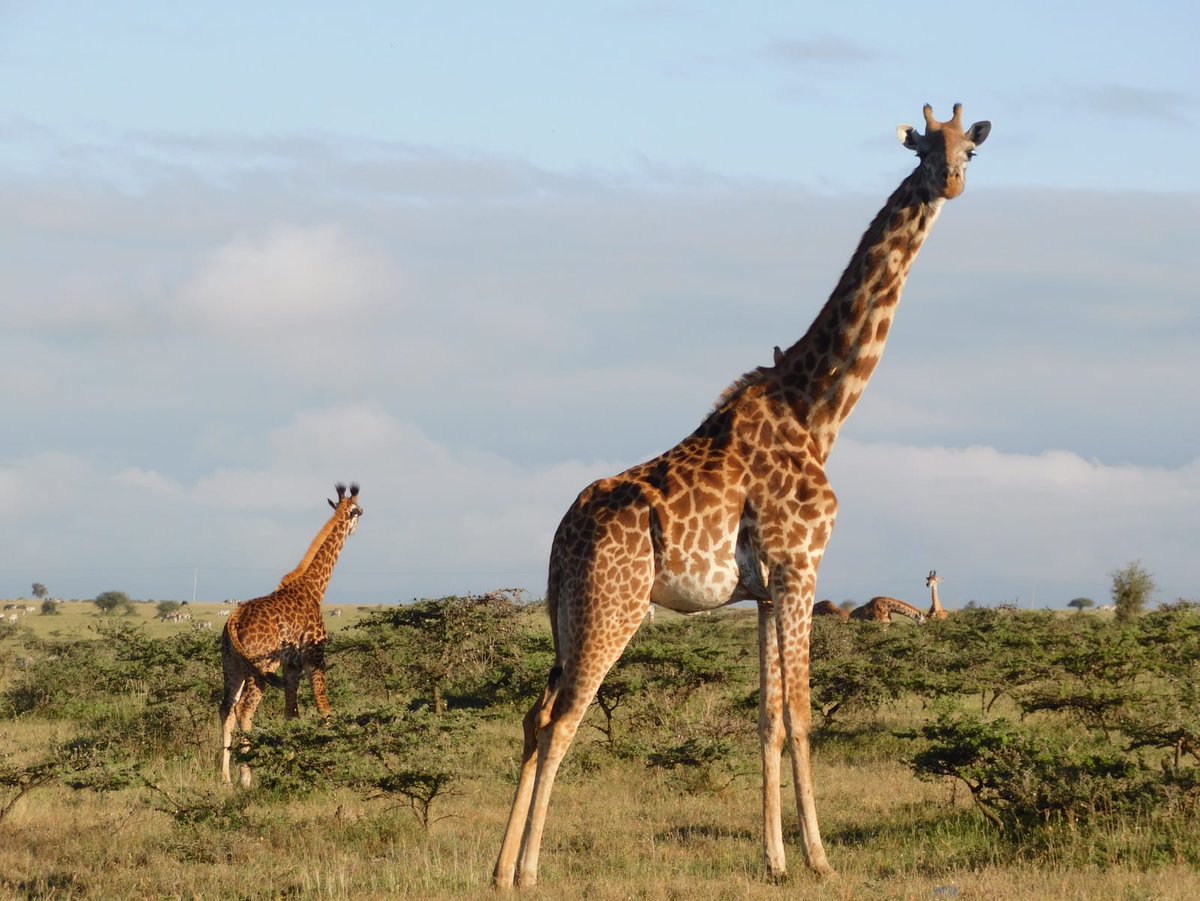 These magnificent mammals are thriving in the Athi Kapiti landscape. Giraffe conservation efforts are paying off even for the smaller browsers.

#WorldGiraffeDay2023 
#giraffeconservation