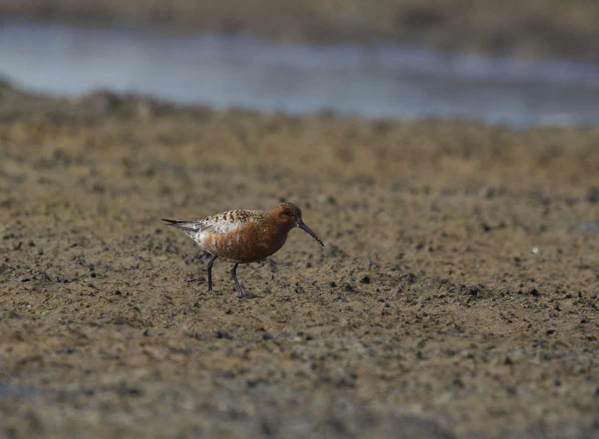 A Curlew Sandpiper has just been confirmed in Aleutians West Census Area Borough, Alaska (CODE 3) ebird.org/checklist/S142… Photo: Mariah Hryniewich #ABARare #birding