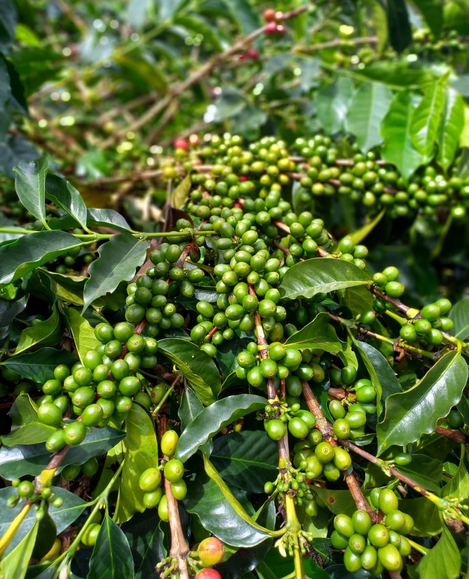 New releases are on their way to Ally Open! 🎉

We're excited to have a number of new offerings and returning favorites from Colombia and El Salvador headed to our Microlot and Reserve Lot collections! Hit the link to see all of our Full Box coffees!

bit.ly/3hOTuxv