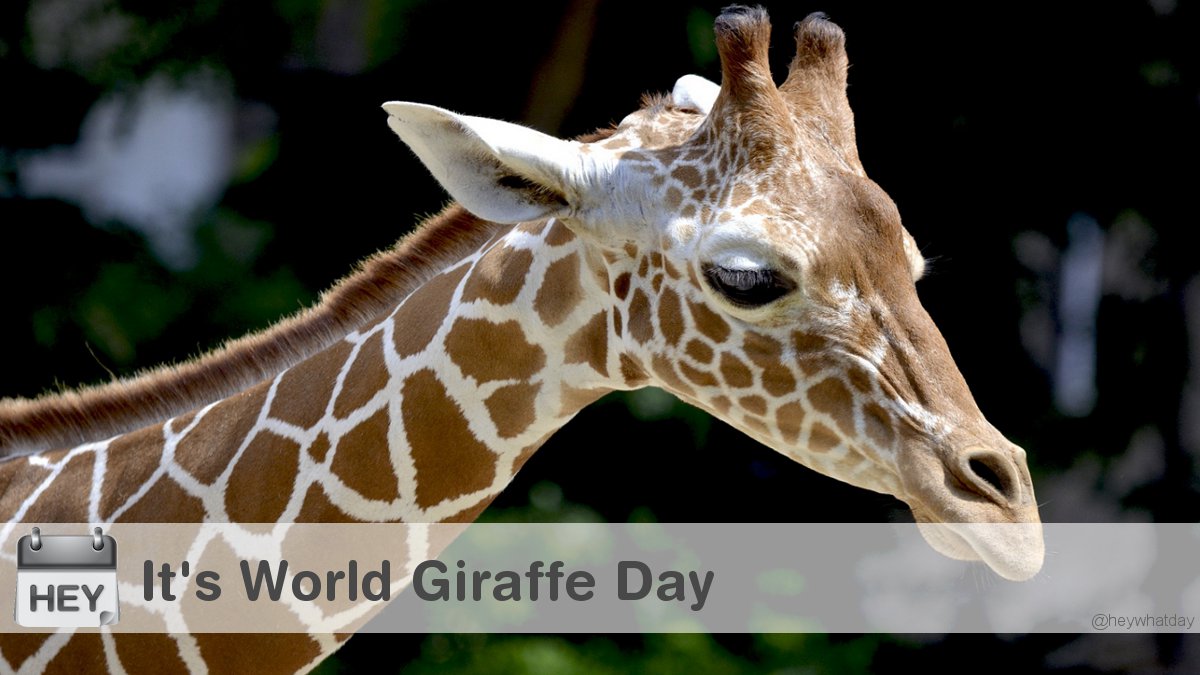 It's World Giraffe Day! 
#WorldGiraffeDay #GiraffeDay #Animal