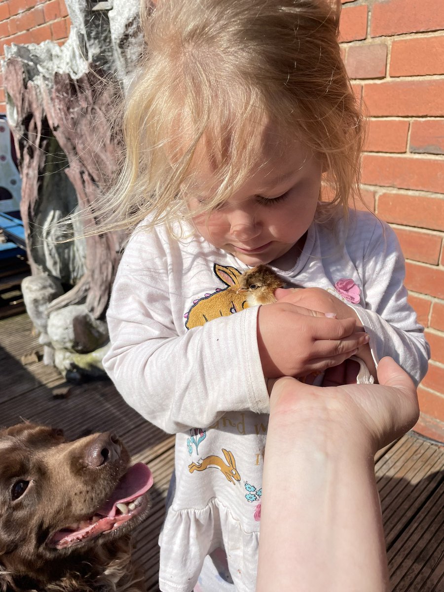 Gemmastones2's tweet photo. Hermione is over the moon this morning that pheasant our chicken that was sat on 4 eggs has hatched 1 q@GilberdykeRocks https://t.co/QFc1nEW60R