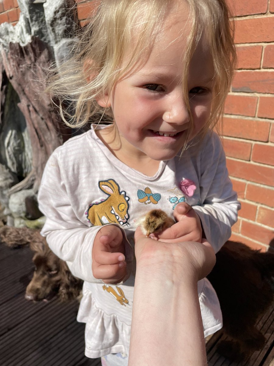 Gemmastones2's tweet photo. Hermione is over the moon this morning that pheasant our chicken that was sat on 4 eggs has hatched 1 q@GilberdykeRocks https://t.co/QFc1nEW60R