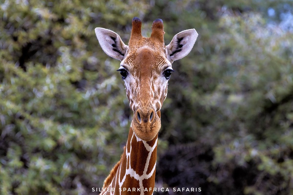 Lake Nakuru National Park. 

Happy World Giraffe Day 

📸 Giraffe 
#Kenya #gamedrive #Magicalkenya #wildebeestmigration #maasaimara #travelguides #SilverSparkAfrica  #instatravel #travelgram #traveling #Safaritours #Safariworld #Wildbeestmigration #Vaccation #canonphotography