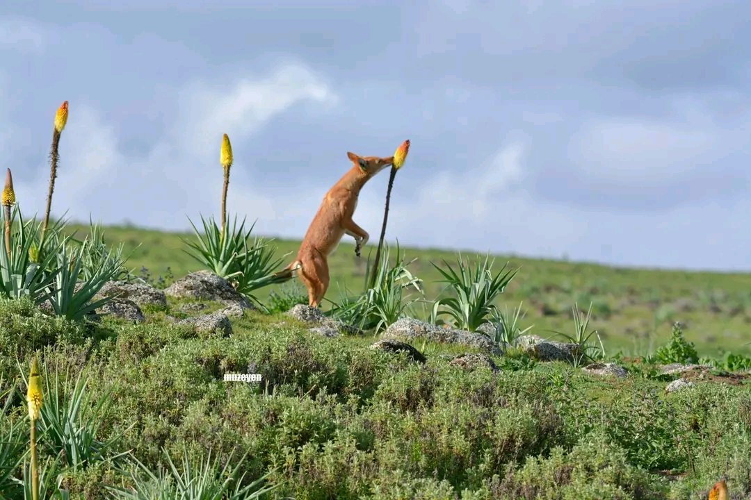 Knifophia flower is also drunk by ethiopian wolves and another animals. Let's look at this wolve 
<a href="/Kykebero/">EWCP Ethiopian Wolf Conservation</a> 
<a href="/This/">NOT @THIS</a> 
<a href="/Photographer/">Sean Pana</a> 
@BaleGuide
<a href="/MuzeyenTurke/">Muzeyen Turke</a>