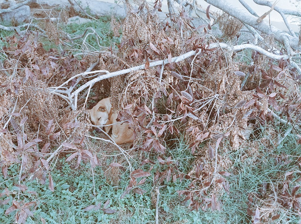 PshastryA's tweet photo. Peace can be found anywhere if you are letting go of #arishadvargaS.
#AnaamadheyanaAnaamika #love #nature #MotherNature #ಕನ್ನಡ #ಕನ್ನಡತಿ
#writing #WritingCommunity #ಅನಾಮಧೇಯನಅನಾಮಿಕ #dogsarepreciousbeings #animals (look into the picture carefully) #spreadsmile #reinstallPeace https://t.co/b5WEBAOLGP