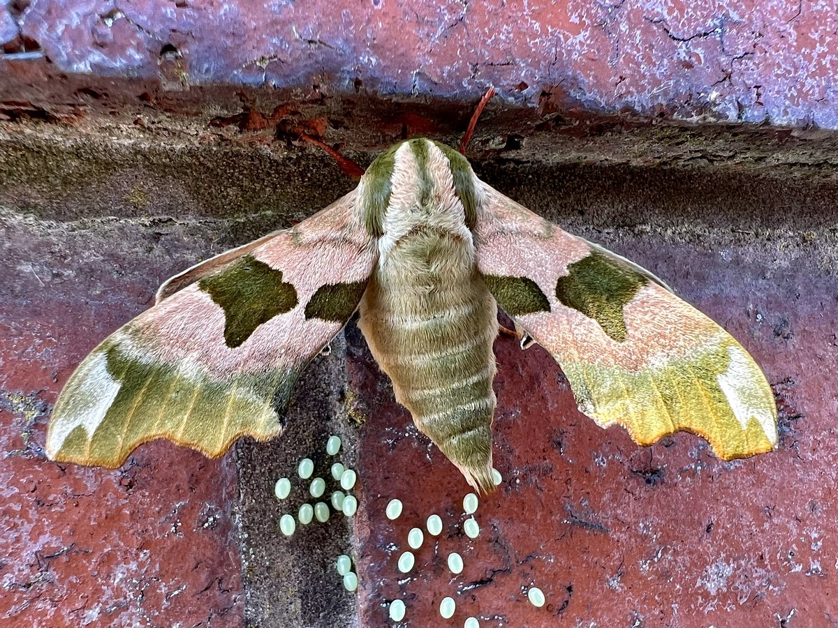 Well, I wasn’t expecting to see this gorgeous beauty on the way home! A Lime Hawk Moth, Mimas tiliae. What a lovely surprise and laying eggs too! #InsectWeek #InsectWeek23