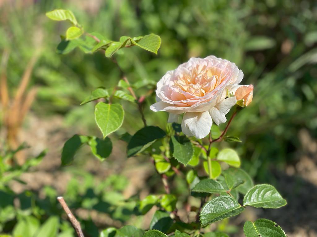 One of the pleasures I've been enjoying in my own garden this year has been the abundance of beautiful roses. Some of my favourites are performing brilliantly due to the cool spring.

Pictured here is Rosa 'Munstead Wood', Rosa 'Olivia Austin' and Rosa 'Emily Bronte'.