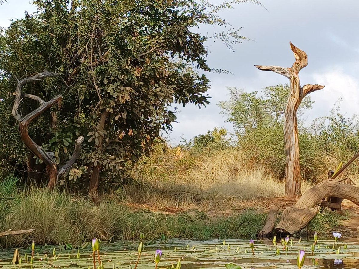 New edition Antares Bush Camp & Umgede Hide  could be interesting.

Back from India on Saturday with lots of exciting Developments and amazing images

'Bringing you closer to wildlife'

Wildlife-Dreams  #wildlifedreams

Safari Travel Agency of the Year