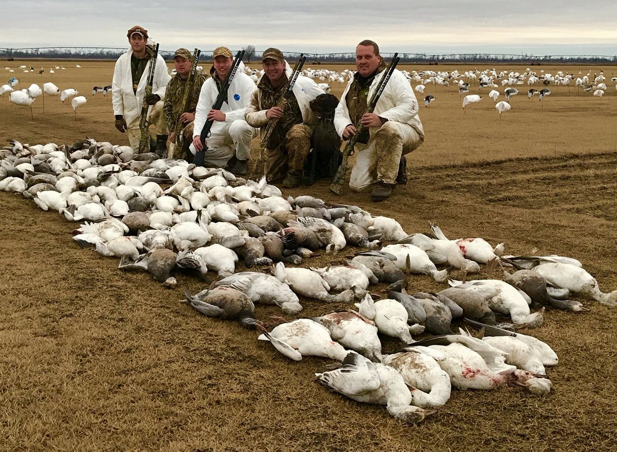 Snow Goose Hunting - Are You Brave Enough to Tackle These Winter Wonders?
For hunters, these geese are more than just a beautiful sight – they're a challenge, a thrill, and a chance to test their skills ...
showmesnowgeese.com/snow-goose-hun…
#snowgoosehunting #waterfowlhunting