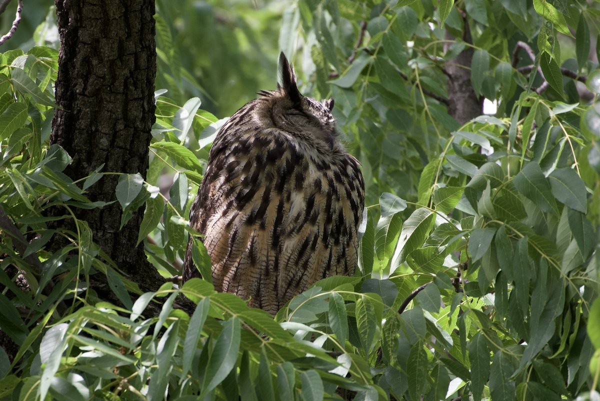 Flaco giving great looks at The Compost Heap in Central Park this AM. #birding #BirdTwitter #birdcpp #eurasianeagleowl #flaco #owls #centralparkbirds #bigcitybirds