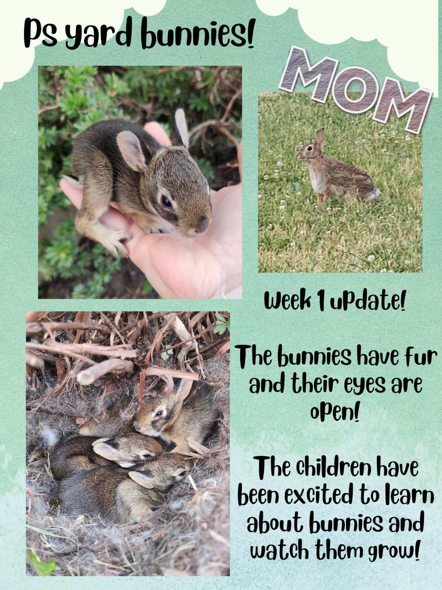 Bunny update!