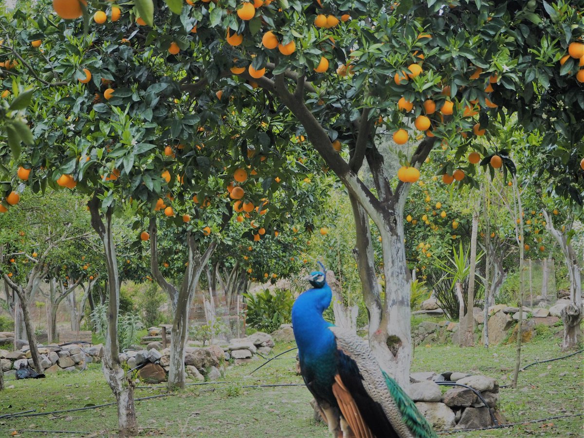 eintagmitpepa's tweet image. ¿Planificando unas vacaciones en #Creta? ✔️No te pierdas el Parque Botánico y los Jardines de Creta. En este artículo, te contaba mi experiencia: eintagmitpepa.com/2023/05/mivisi… #Grecia #blogdeviajes #Greekislands