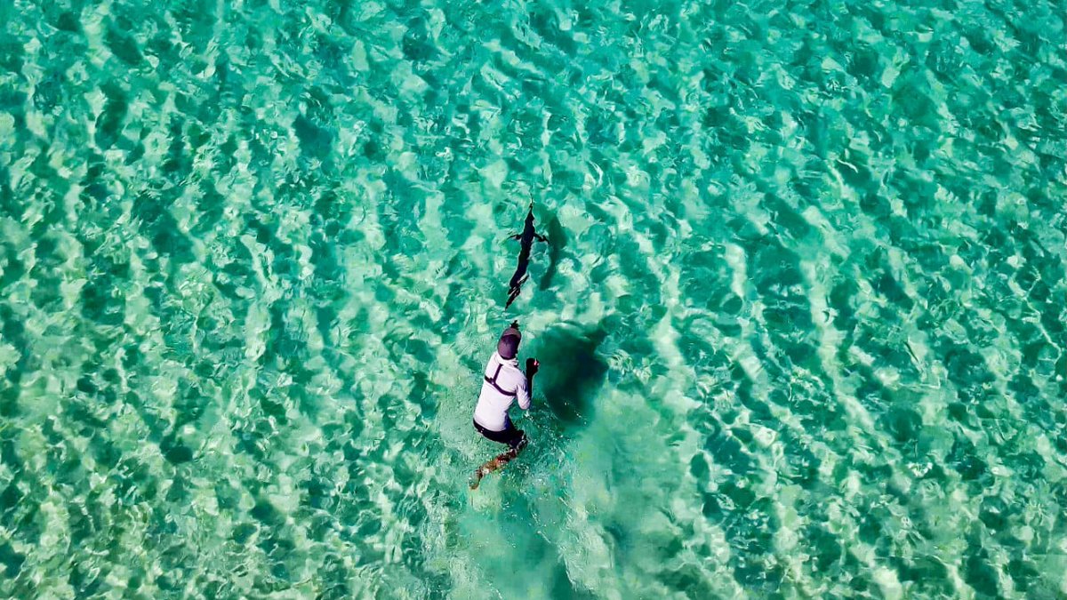 OceanBlueFish's tweet image. Catching Black marlin on the flats is unheard of. Jonny Brooks fishes Fraser Island and shows us how it’s done...

oceanbluefishing.com/magazine/black…

#beach #fishing #blackmarlin #feature #oceanbluefishing #fraserisland #queensland