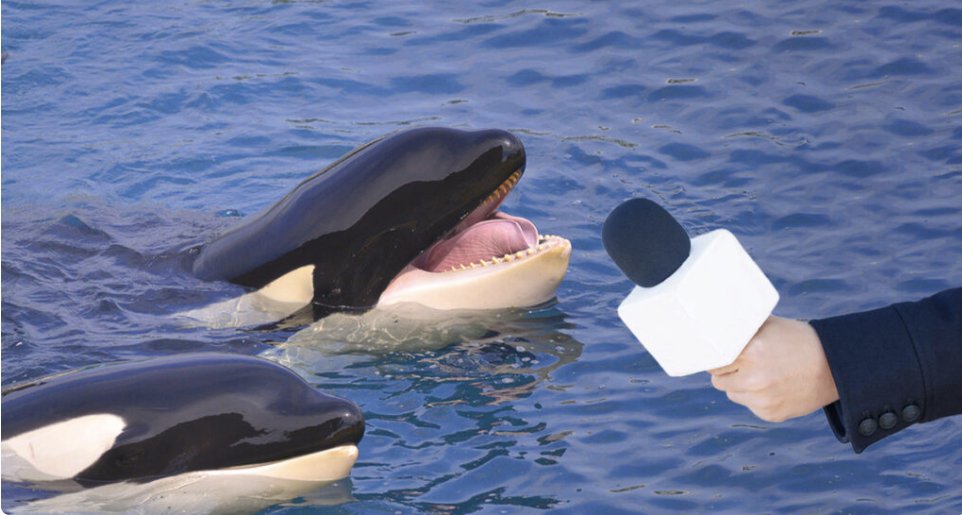 13murphy66's tweet photo. Reporter: There's a missing submarine.
Orcas: we don't know shit about fuck. https://t.co/S48zaUehhL
