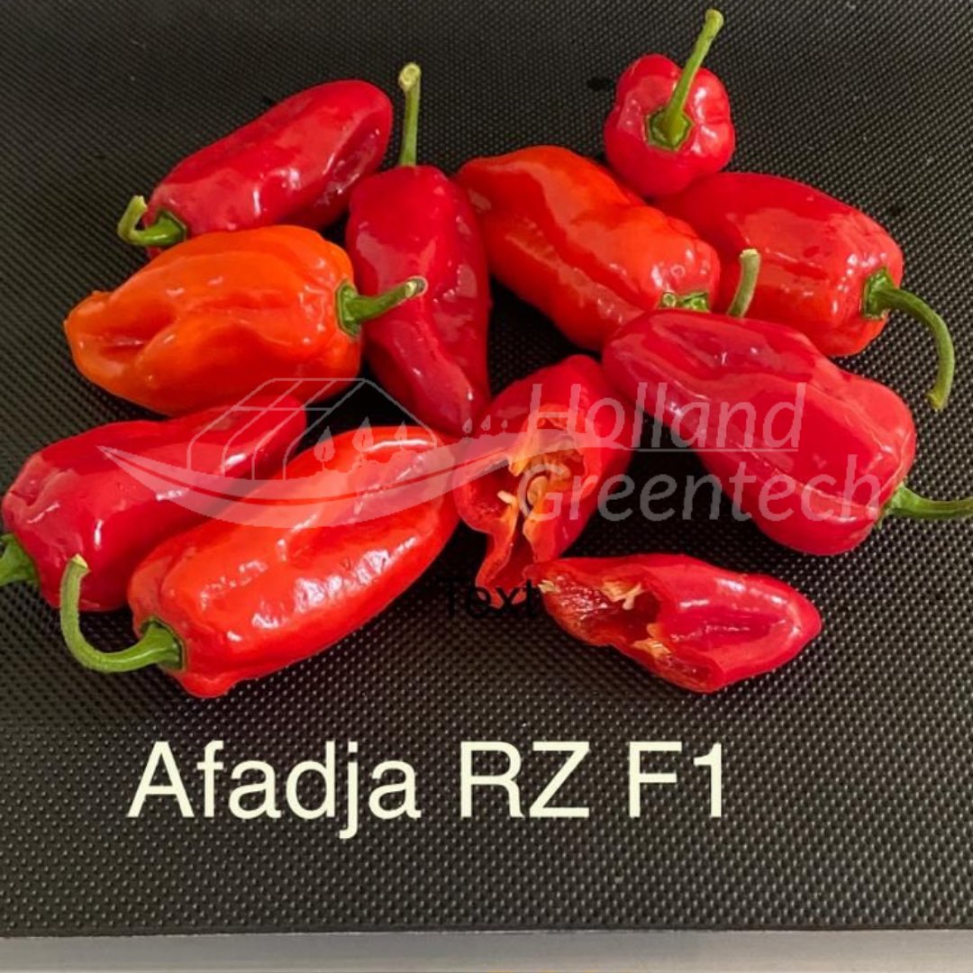 Ignite your farm with the fiery flavor of Red Afadja RZ F1 Habanero peppers! 🌶️ 

Unlock a world of spice and profitability with our high-quality seeds. 

Don't miss out on this sizzling opportunity.

#HollandGreentech #QualitySeeds