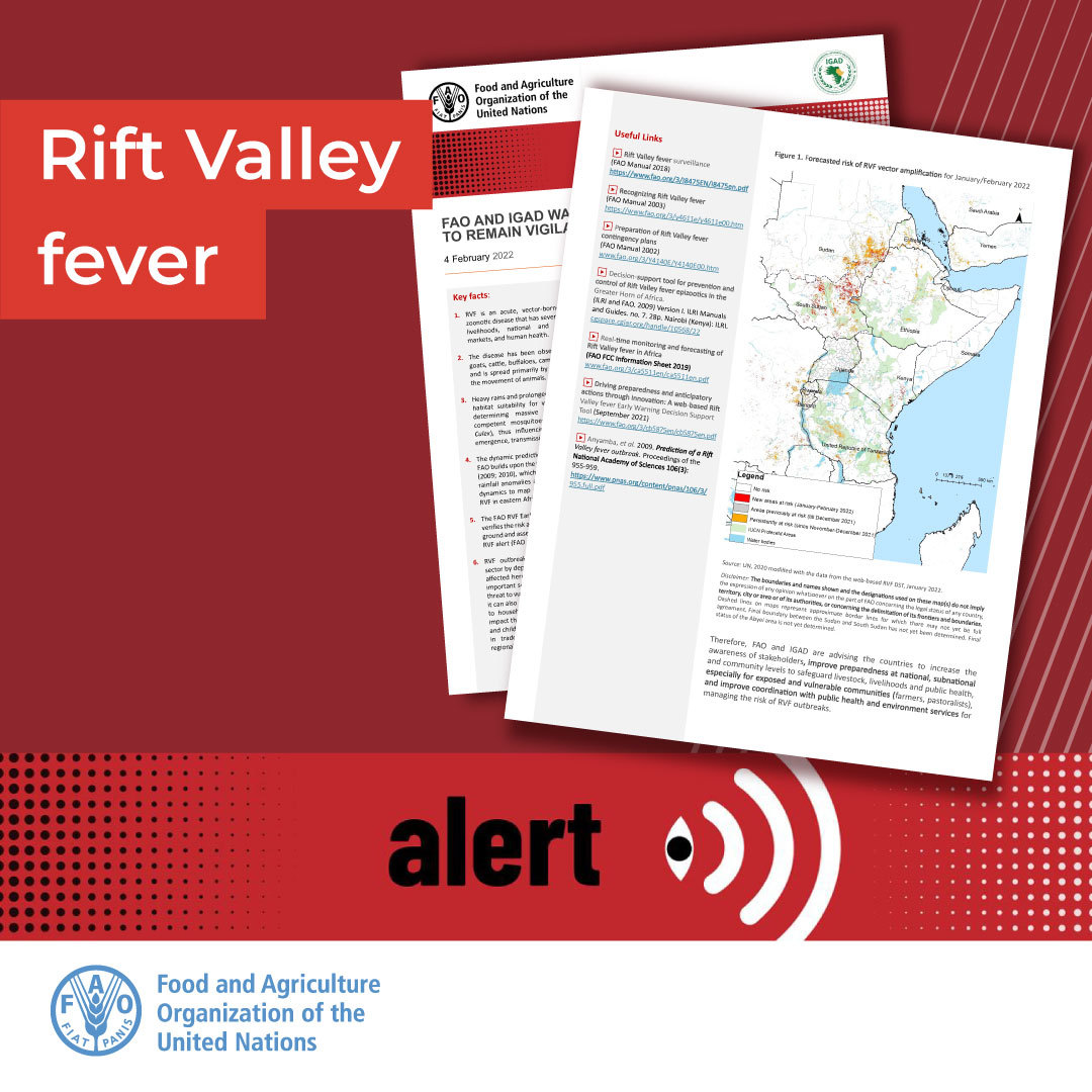 FAOLivestock's tweet image. 🚨 Rift Valley fever alert (RVF) 🚨

@FAO and @igadsecretariat alert countries in eastern Africa to increase vigilance for #RiftValleyfever. 👀

RVF is an acute vector-borne, viral and zoonotic disease affecting. 🐏🐐🐫

👉🏽 Read more: bit.ly/3NivbnV