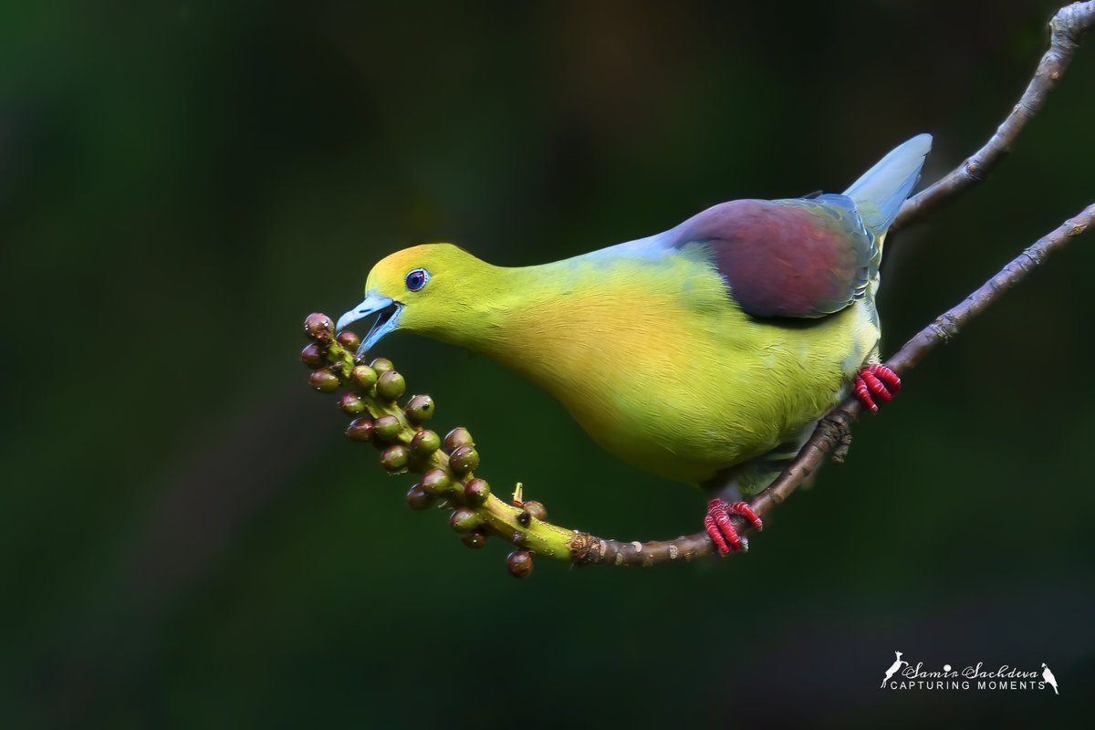 For #VIBGYORinNature theme by #IndiAves #birdphotography #BirdsSeenIn2023 #BBCWildlifePOTD #birdwatching #BirdsOfTwitter #IndiAves #nature #birdphotography #ThePhotoHour #BBCWildlifePOTD #BirdsofIndia #birdwatching #twitterbirds #birdpics #Asianbirds #birds #wedgetailedpigeon