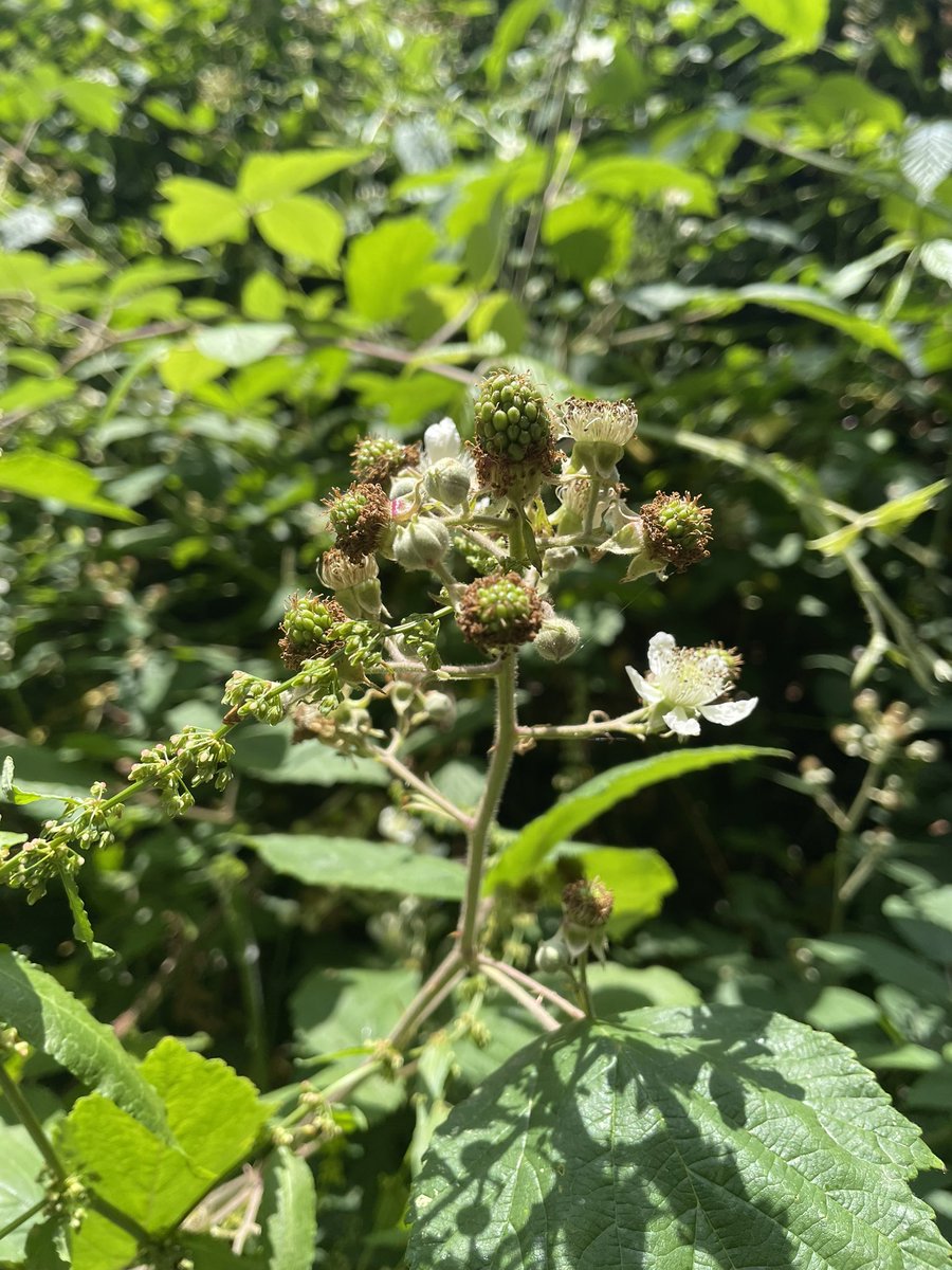 The main foraging season will soon be here!
#wildfood #freefood #foraging