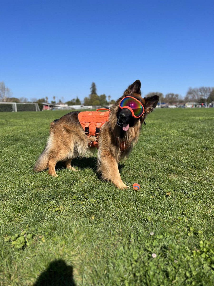 @Chewy This is Apollo, rocking his @rexspecsk9 and @OneTigris harness. His favorite toy can be seen on the ground! Apollo absolutely loves his chuck-it rubber balls, one of the only toys that will get him running non-stop! We love everything about Apollo, especially talking when excited