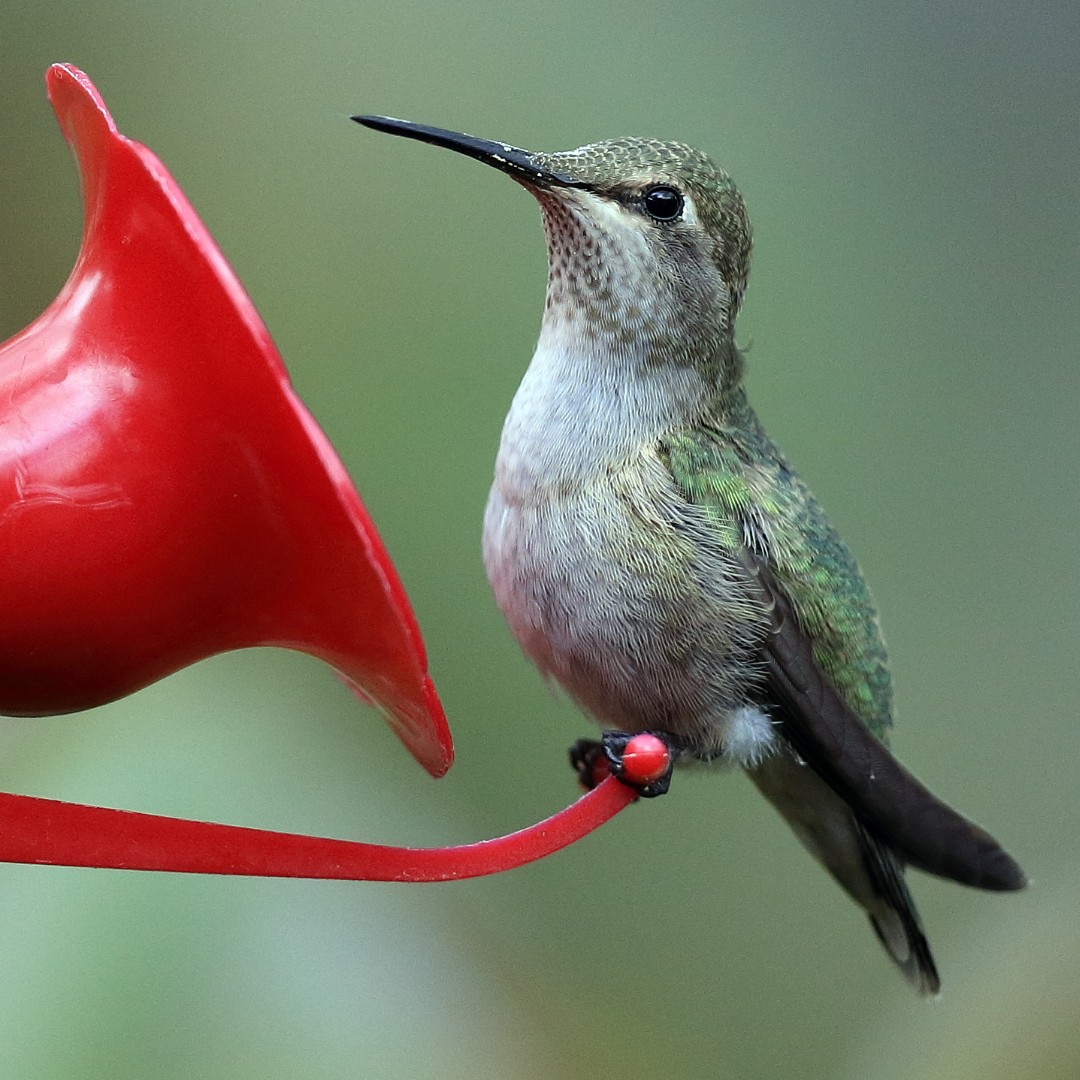 TAKE A WILD GUESS! 🤔🔍

Let's test your hummingbird ID skills... Anna's or Rufous? 🌸

Come back at 5pm for the answer!

#Wildliferescue #Wildlife #WildGuessWednesday #Hummingbird