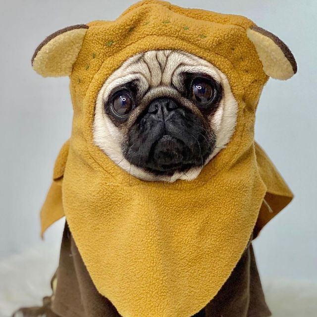 So cute🥰🥰
#puglovers #pugsnotdrugs #dogstagram #instadog #pugfamily #pugtwitter