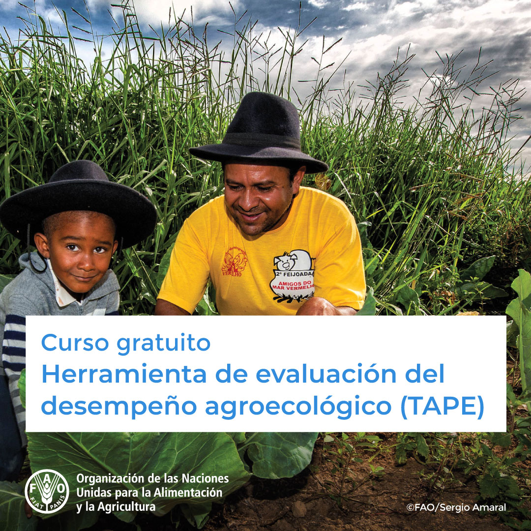 FAOAmericas's tweet photo. 🎓  ¡Curso GRATUITO de @FAOCapacitacion!

🧩  Herramienta de evaluación del desempeño agroecológico 
(TAPE - Tool for Agroecology Performance Evaluation)

Para registrar e identificar experiencias exitosas en #agroecología 

¡Matricúlate! ➡️  https://t.co/Q6hl4JW9sV https://t.co/yRepNheDbX