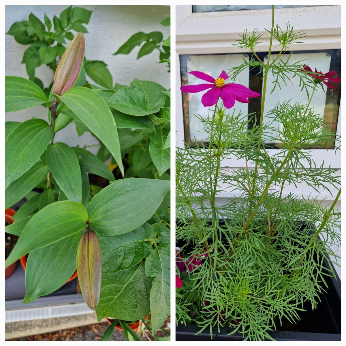 _teacher_7's tweet photo. #greenspace at @GrangeHarrow 
Y2 are growing #veg #flowers &amp; today they had a #scientist come to talk about #plants
 #funlearning 
 @GreatSciShare @pstt_whyhow https://t.co/IwMZjbcNCq