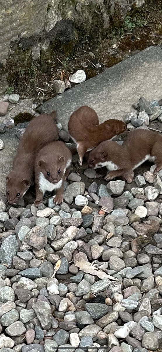 Can we make #WeaselWednesday a thing? 😍

Castle Steward Joni spotted our adorable new friends down in the Nether Bailey.