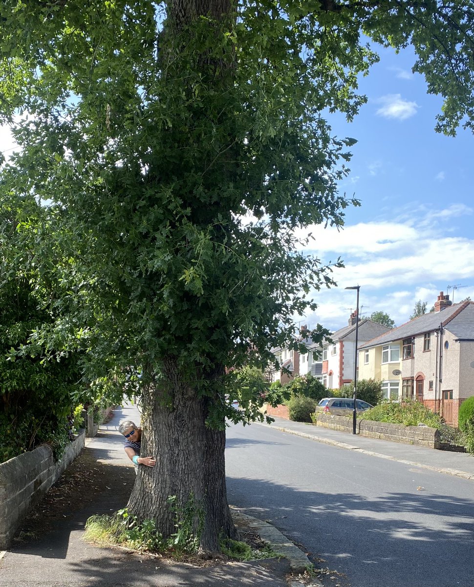 sj_unwin's tweet photo. Day 21
#30DaysWild 
With all these apologies from @SheffCouncil gave the great Vernon Oak @SAVEDORETREES a really big #treehug. Wish I could have given @DuchessLime one too!
Thank goodness Vernon was saved. https://t.co/c64PUHJZ7t