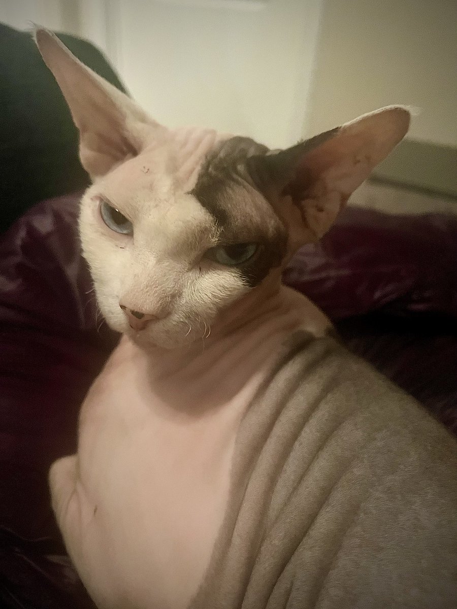 Holmes_EA's tweet photo. Someone overheard me booking their upcoming stay at the animal clinic. Can’t wait to see which one of my possessions gets destroyed in retaliation. https://t.co/dqfxymkyZe