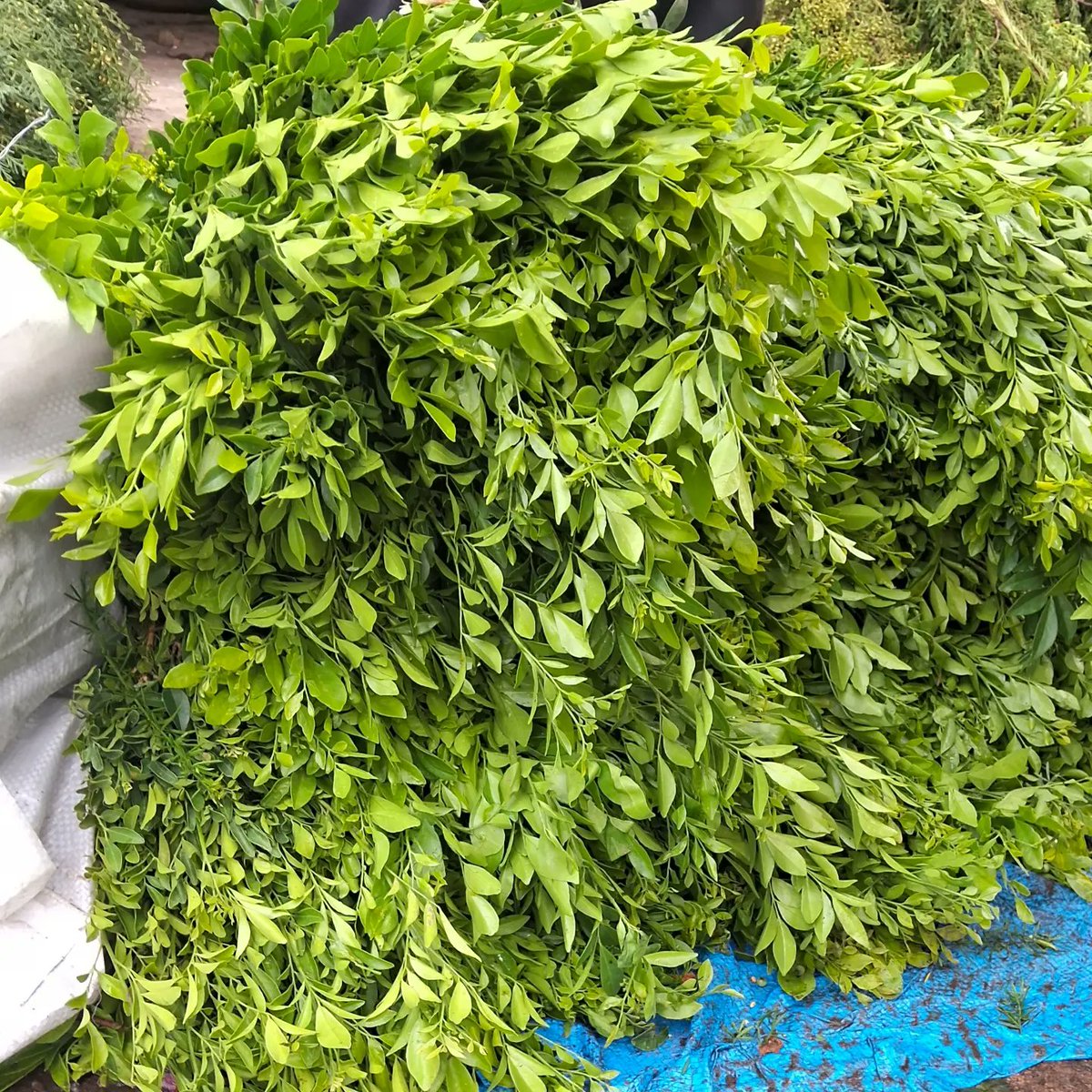 _bloomsandbuds_'s tweet photo. KAMINI LEAVES 

#kaminileaves #bloomsandbuds #bloomsandbudsflora #flowerwholesalers #flowerwholesalerkerala #flowers #freshflowers #flora #cutflowers #floralvibes #flowerfarm #fowerfarmer #naturalflowers #floralhub #savefarmers #growers #importedflowers #farmtoyou https://t.co/iv9DH5Clg3