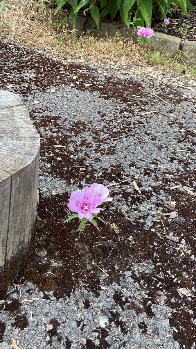 Amazing what Mrs Nature does when we’re not looking…..