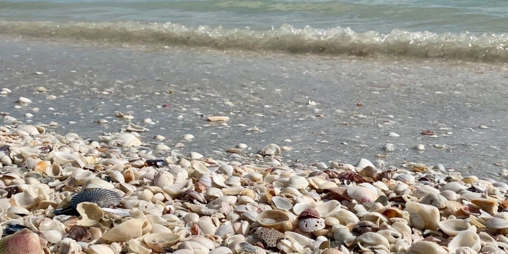 Our shell-strewn beaches are the perfect place for shell enthusiasts to enjoy a sun-filled day. 🐚 Happy National Seashell Day from the “Seashell Capital of the World”. 📸: bit.ly/42GljtC