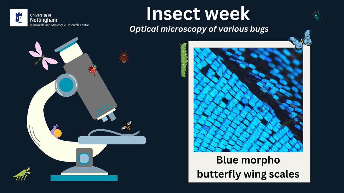 <a href="/Tuatara_9/">Tom Hartman</a> <a href="/insectweek/">Insect Week</a> <a href="/UoNLifeSci/">UoN Life Sciences</a> <a href="/UoNScience/">UoN Science</a> <a href="/UoNresearch/">Nottingham Research</a> <a href="/UniofNottingham/">Uni of Nottingham #WeAreUoN</a> <a href="/RoyEntSoc/">Royal Entomological Society</a> It's day 3 of <a href="/insectweek/">Insect Week</a> and today we have an optical microscopy image of the scales of a blue morpho butterfly's wing! #InsectWeek23