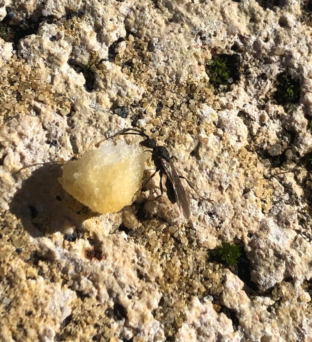 My lunch date this afternoon. It was only after we had a lovely one-way conversation over hot chips and coffee & I commented 'Oh, I love your elbowed antennae! Very swanky!' that I realised that invertebrate folk are weird. Real weird 😂 

#alate #flyingant #hymenoptera #ants