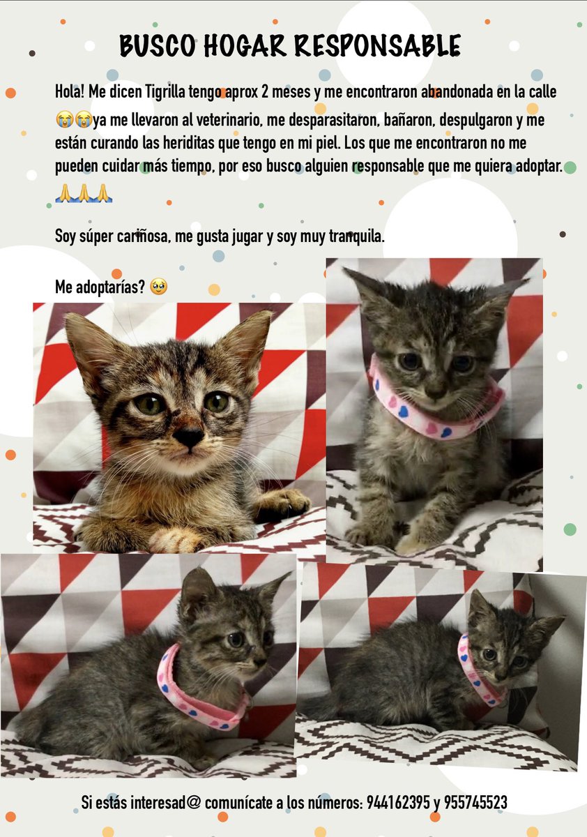 Fiopu's tweet photo. Estos 3 gatitos necesitan un hogar responsable, por favor si no puedes adoptarlos, me ayudarías mucho compartiendo la publicación 🙏🏻🙏🏻🙏🏻 https://t.co/4aIp6I4Ciw