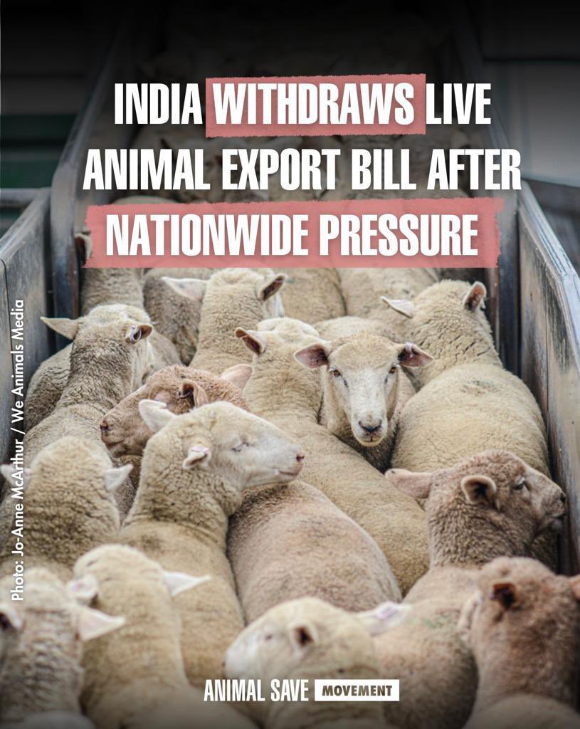 Primrosepink's tweet photo. Rise n fall of #EVILINTENTIONS as seen in pics #SayNoToLivestockBill2023
#LivestockExportBill2023withdrawn
#SaynotoAnimalCruelty #Bethevoiceofthevoiceless.V d ppl rose n roared 2 oppose d cruel bill.Universe felt d anguish of a united 🇮🇳.
Universe conspired in favor of animals. https://t.co/OpAAu6G7go