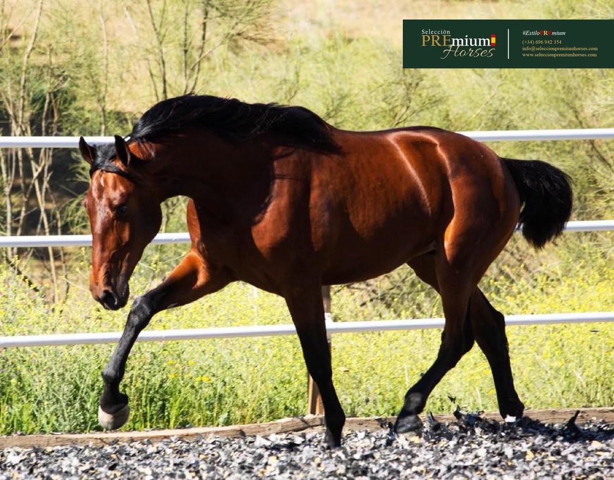 PREmium_Horses's tweet photo. 🐴 Estilo PREmium 🇪🇸

📲 (+34) 696 94 23 54
📩 info@seleccionpremiumhorses.com

#seleccionpremiumhorses #concursomorfológico #purarazaespañola #caballoespañol #caballoPRE #estiloPREmium #PRE https://t.co/u4TQepi0sX