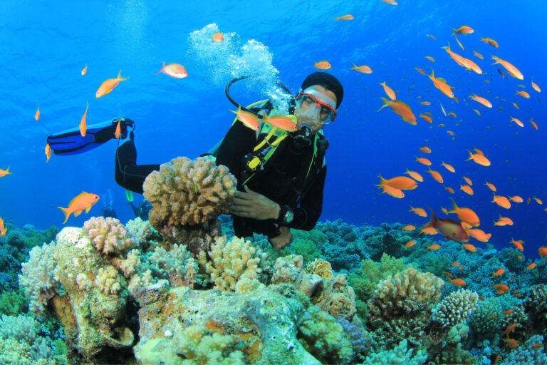 Best places for scuba diving in India
bit.ly/3PmgOl6
#scubadiving #india #travel #adventure #ride #emperor #emperortraveline #musttry #games #culture #explore