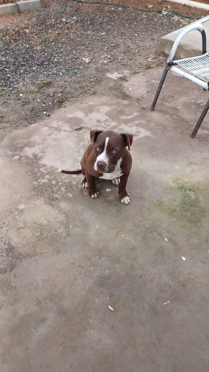 desabandone's tweet photo. Pouso Alegre - MG

Pit Bull lindão para adoção responsável. ❤️
Macho. 
4 meses de vida. 
Porte médio/grande. 
Dócil.

(Castração obrigatória, por conta do adotante.) 

Contato pelo whatsapp 035991316778.
Compartilhem.
#desabandonefocinhos https://t.co/4FxzhY5IEr