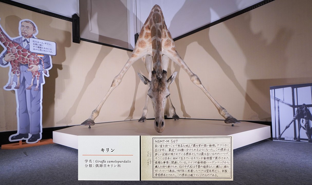 ツノのある動物図鑑　キリン　BOX 国立科学博物館 Amazon.co.jp: ツノのある動物図鑑 キリンBOX 国立科学博物館